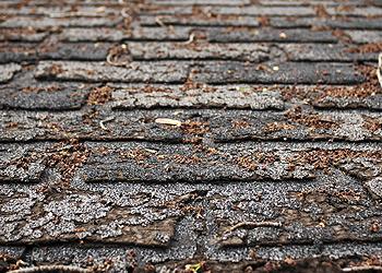 Diego Roofing Images